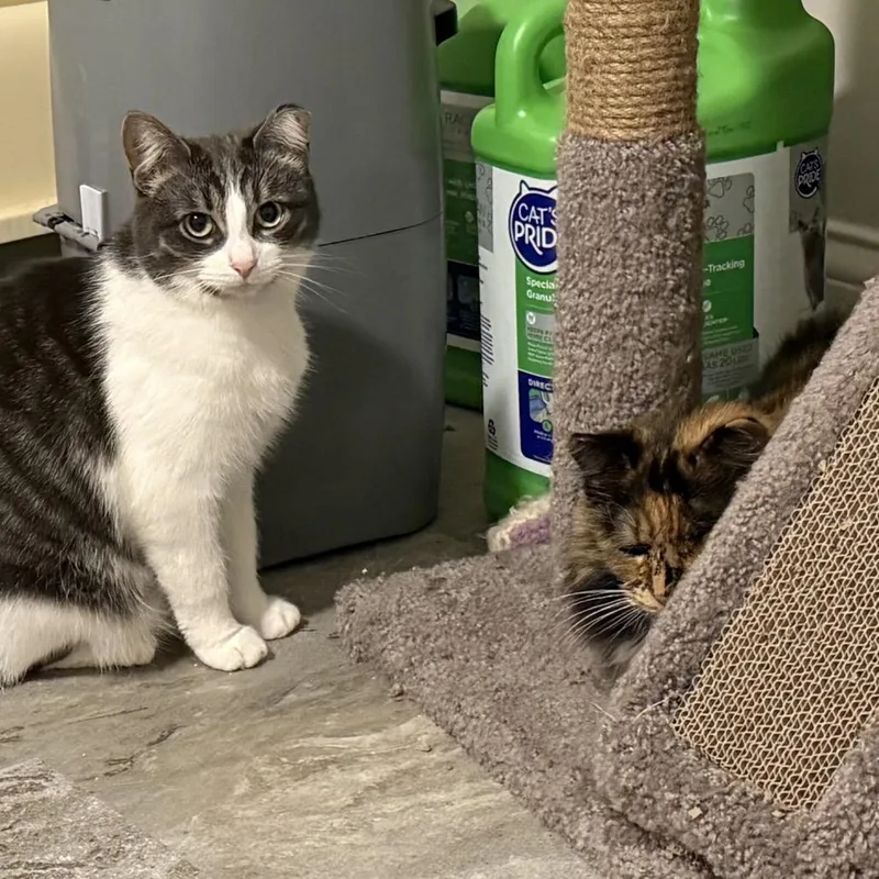 Mango & Annie thumbnail 2