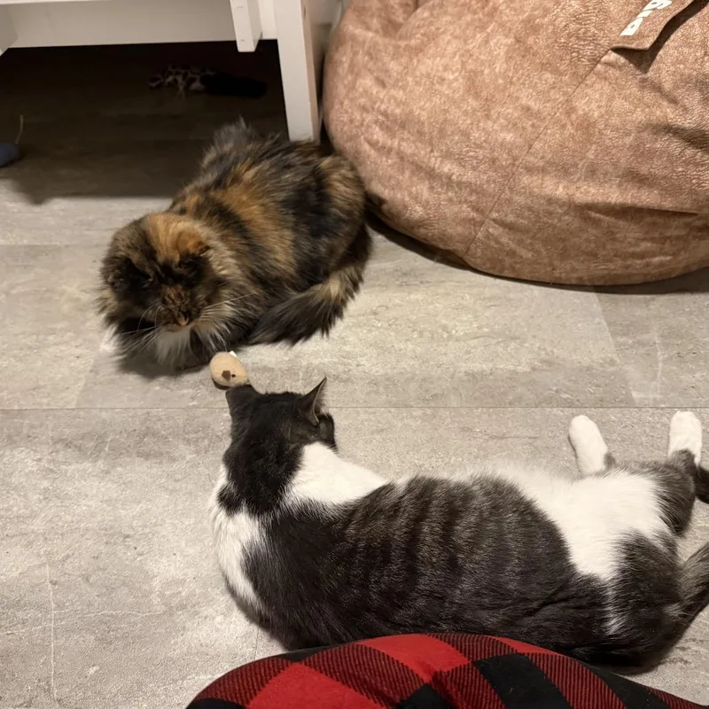 Mango & Annie thumbnail 3