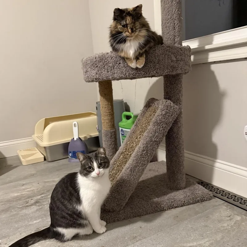 Mango & Annie thumbnail 5