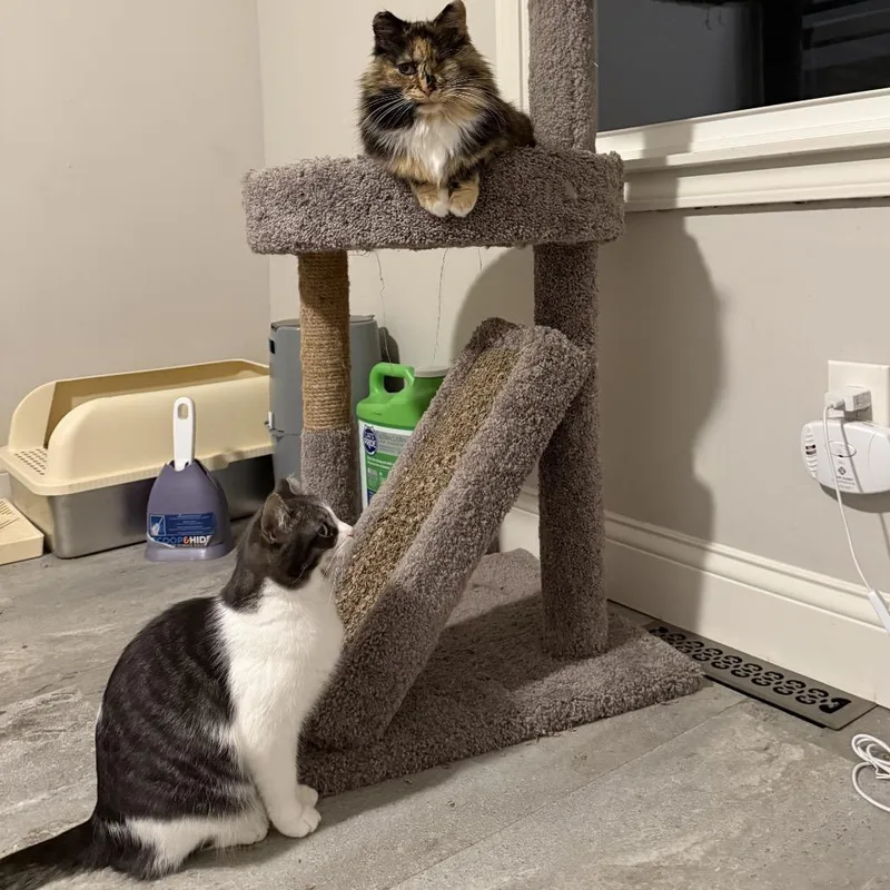 Mango & Annie thumbnail 6