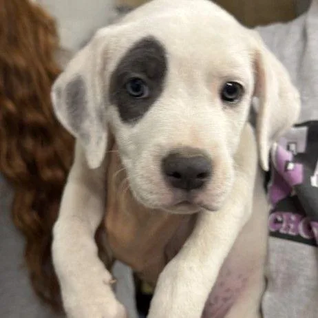 A baby small-sized female White / Cream Mixed Breed dog named Pizza Roll for adoption in Buffalo, MN