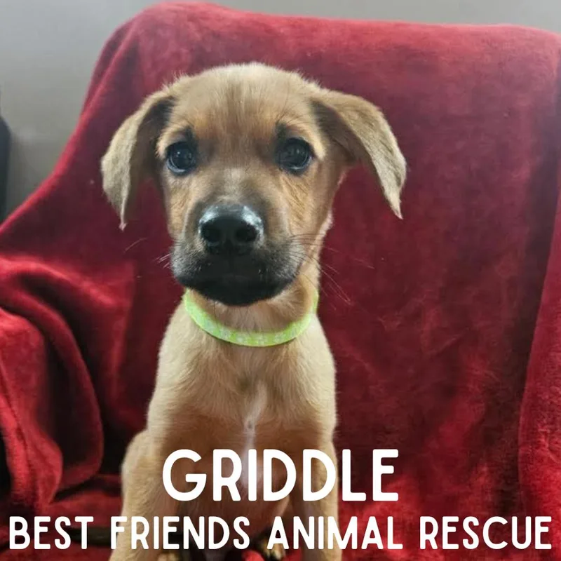 A baby medium-sized male Brown / Chocolate Mixed Breed dog named Griddle for adoption in Wasilla, AK
