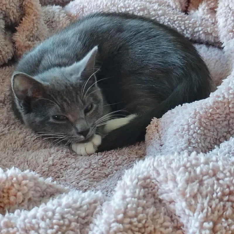 A baby small-sized female Gray / Blue / Silver Domestic Short Hair cat named Artemis for adoption in Delaware, OH
