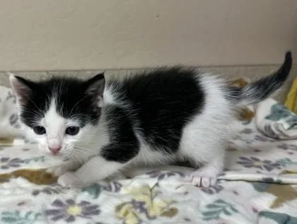 A young small-sized male Domestic Short Hair cat named Penguin for adoption in Phoenix, AZ