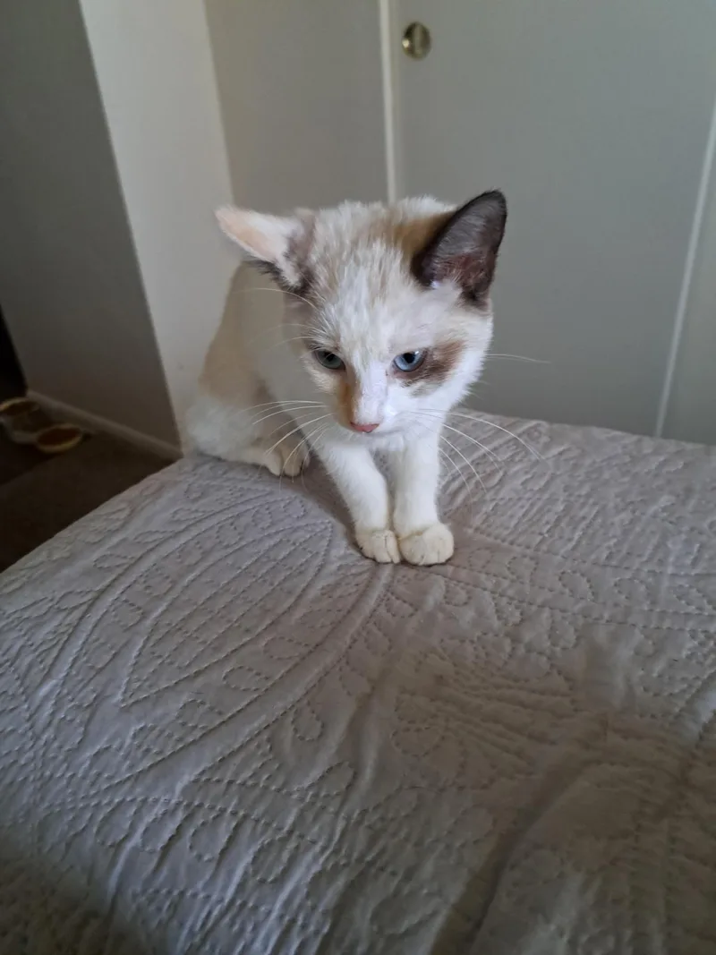 A baby medium-sized female Buff / Tan / Fawn Siamese cat named Dao for adoption in Glendale, AZ