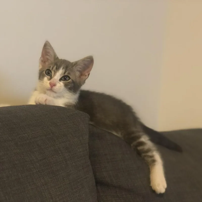 Sokka