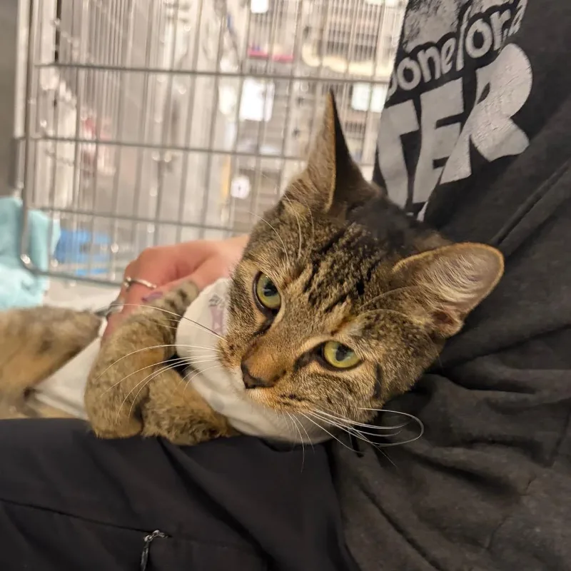 An adult medium-sized female Brown / Chocolate Domestic Short Hair cat named Closing Time for adoption in Mentor, OH