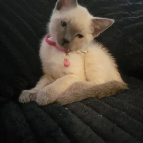 A baby small-sized male White Domestic Short Hair cat named Shumai for adoption in Tampa, FL