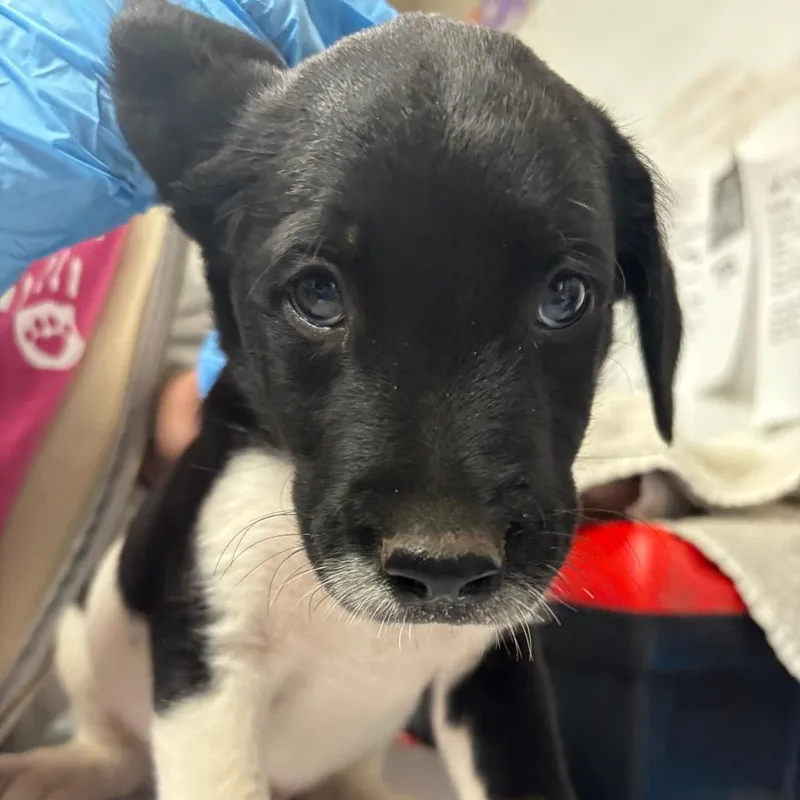 A young small-sized male Brown / Chocolate Australian Cattle Dog / Blue Heeler dog named Ted for adoption in Yuma, AZ
