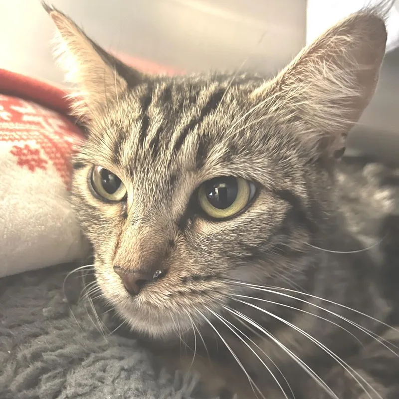 An adult medium-sized female Brown / Chocolate Domestic Short Hair cat named Maeve for adoption in Port Townsend, WA