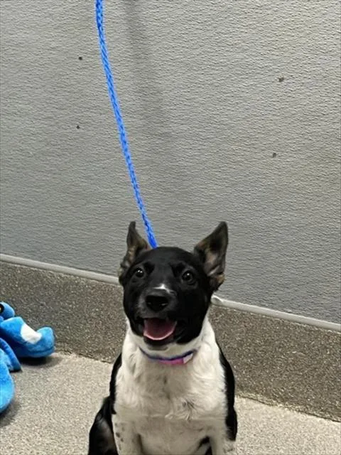 A baby small-sized female Border Collie dog named Shakira for adoption in Las Vegas, NV