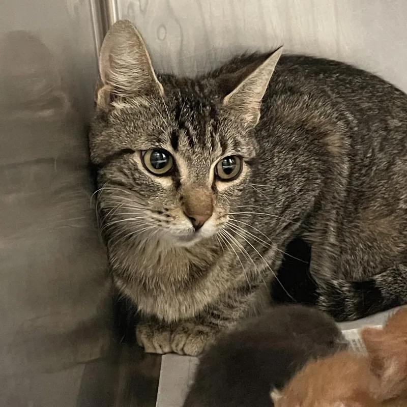 A young medium-sized female Gray / Blue / Silver American Shorthair cat named Baby for adoption in Edinburg, TX