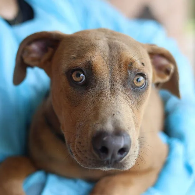 A baby medium-sized male Labrador Retriever dog named Private Pete for adoption in San Antonio, TX