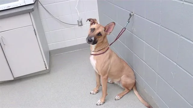 An adult large-sized female German Shepherd Dog dog named Wilbur for adoption in Omaha, NE