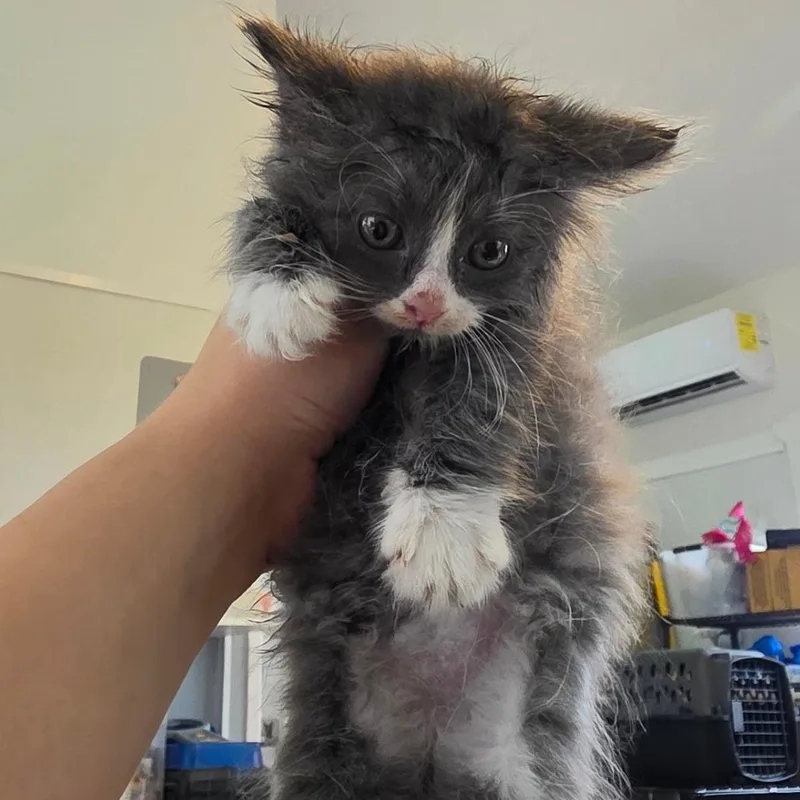 A baby small-sized male Gray / Blue / Silver Domestic Long Hair cat named Banjo for adoption in Chapel Hill, NC