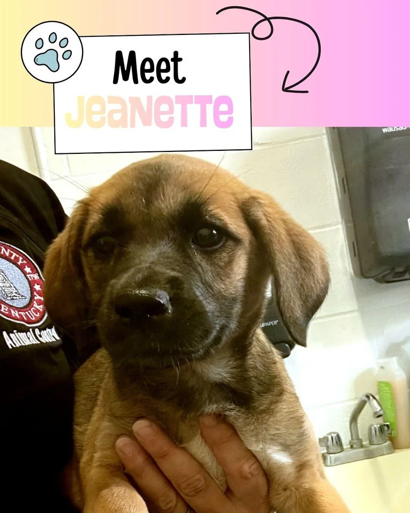 A baby medium-sized female Bicolor Shepherd dog named Jeanette for adoption in Sulphur, KY