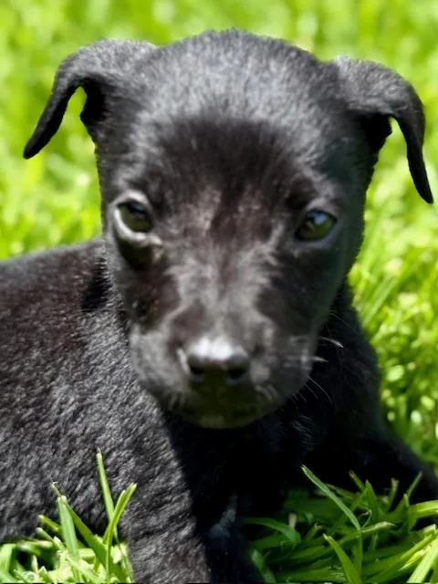 A baby small-sized male Black Chihuahua dog named Joe for adoption in Austin, TX