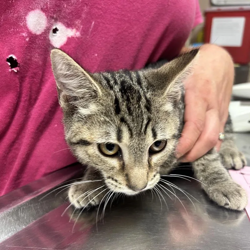 A baby small-sized male Brown / Chocolate Domestic Short Hair cat named Doritos for adoption in Newport, NC