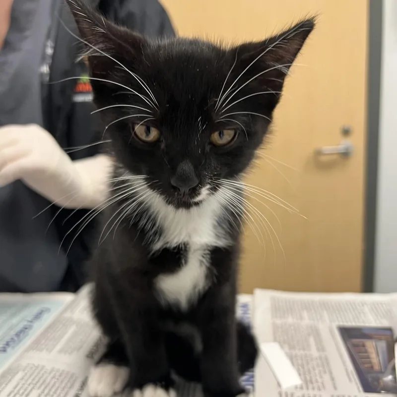 A baby small-sized male Domestic Short Hair cat named Nilly for adoption in Jacksonville, FL