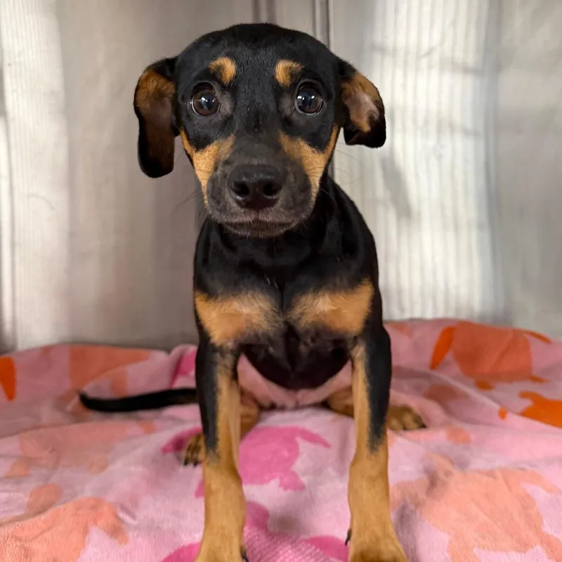 A baby small-sized female Black Miniature Pinscher dog named Beca for adoption in Stillwater, OK
