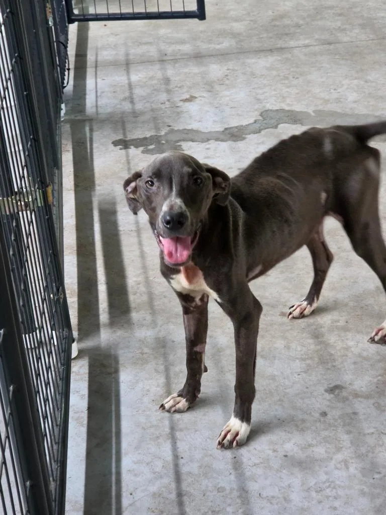 A baby medium-sized female Mixed Breed dog named Elsie aka Little Foot for adoption in Waynesville, GA