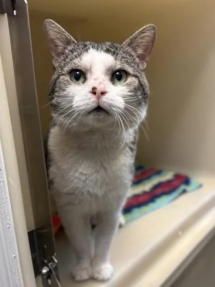 An adult small-sized male Domestic Short Hair cat named Dale for adoption in King William, VA