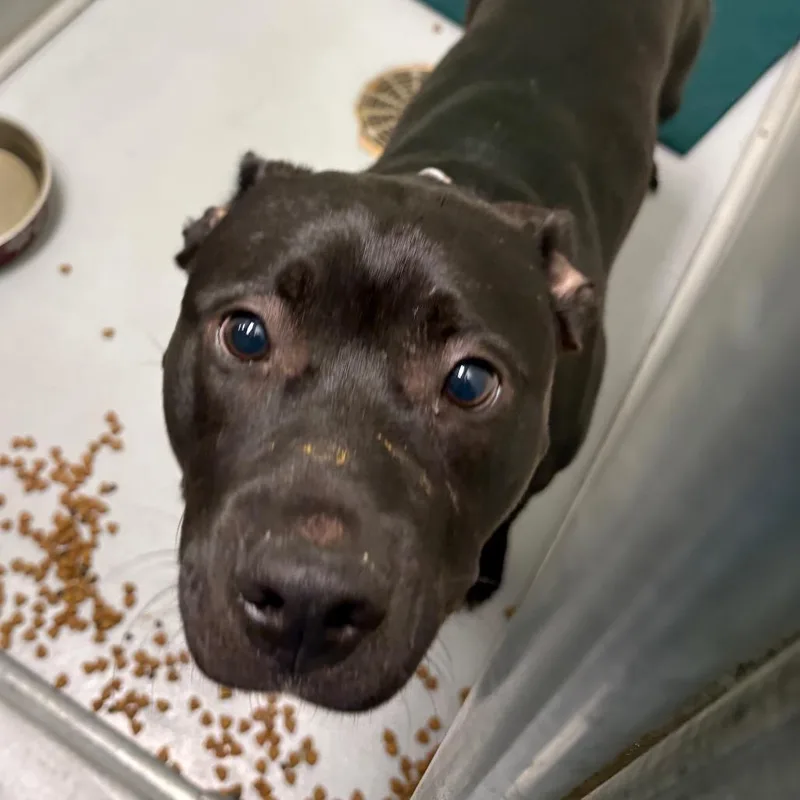 A young medium-sized male Black Mixed Breed dog named Spike for adoption in DeKalb, IL