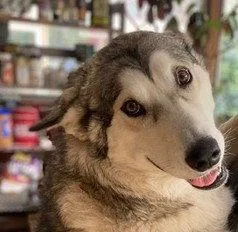 An adult large-sized female Alaskan Malamute dog named Luna for adoption in Seattle, WA