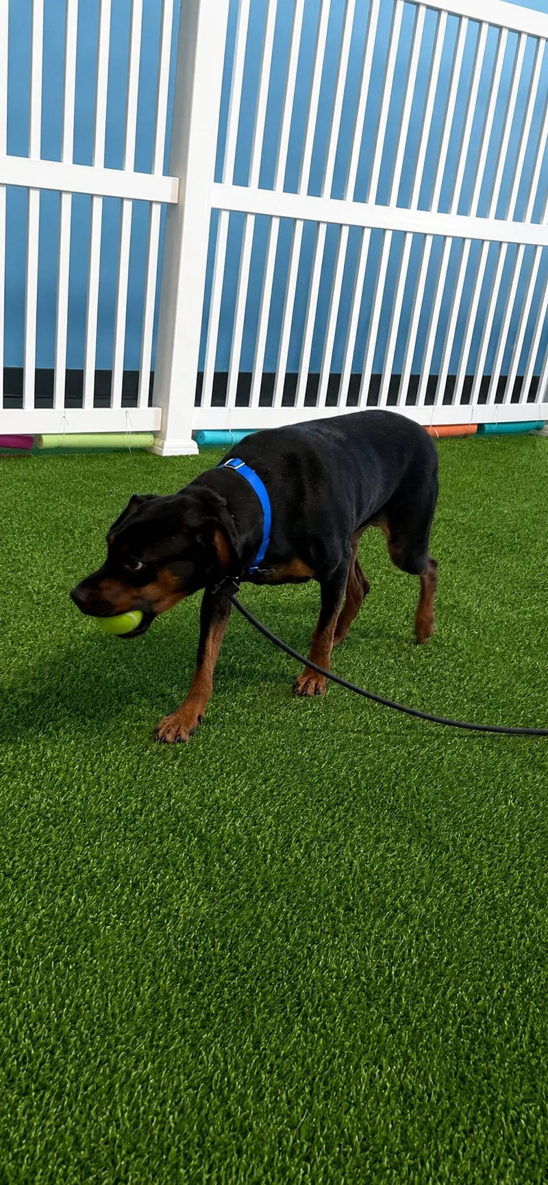 An adult medium-sized female Brown / Chocolate Doberman Pinscher dog named LimaBean for adoption in Joliet, IL