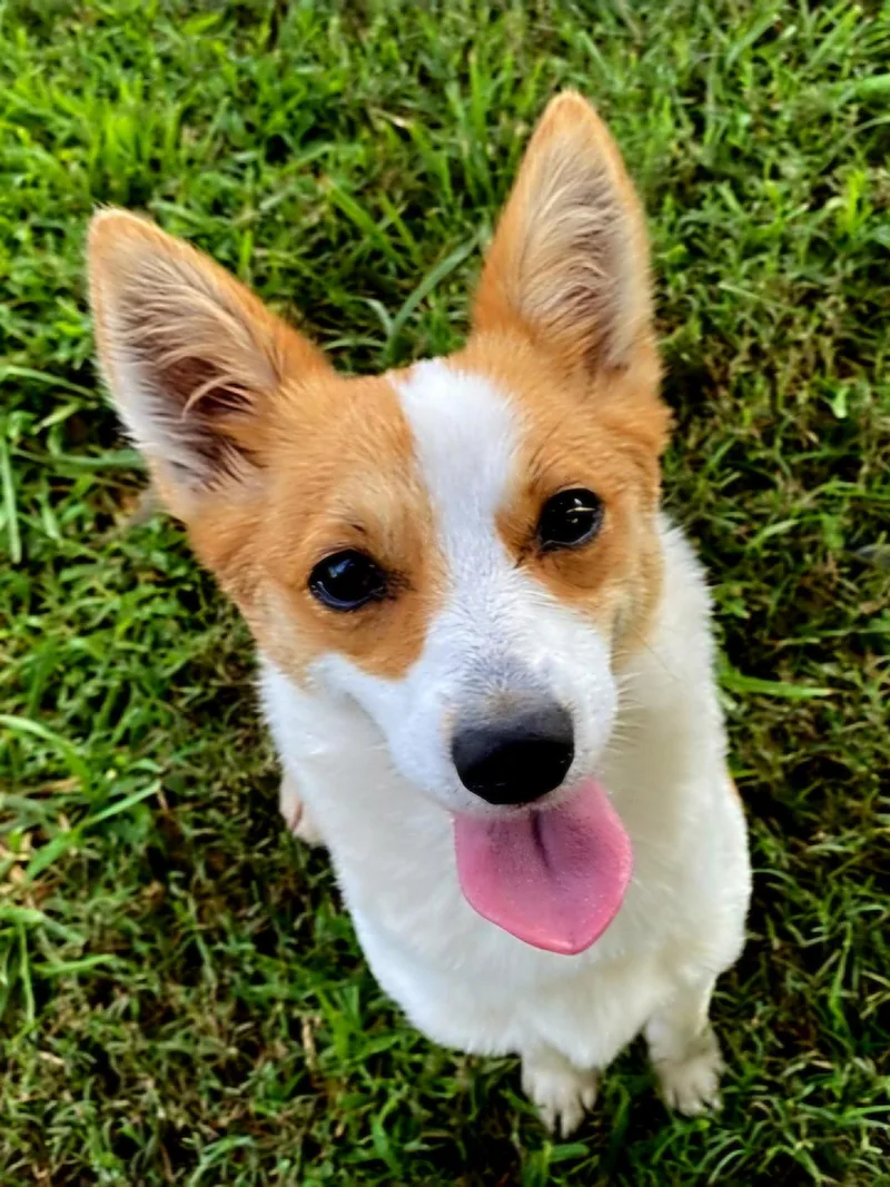 An adult small-sized female Corgi dog named Daisy Belle for adoption in Franklin, TN