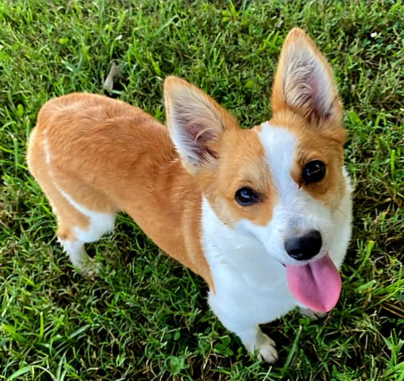 Daisy Belle thumbnail 2