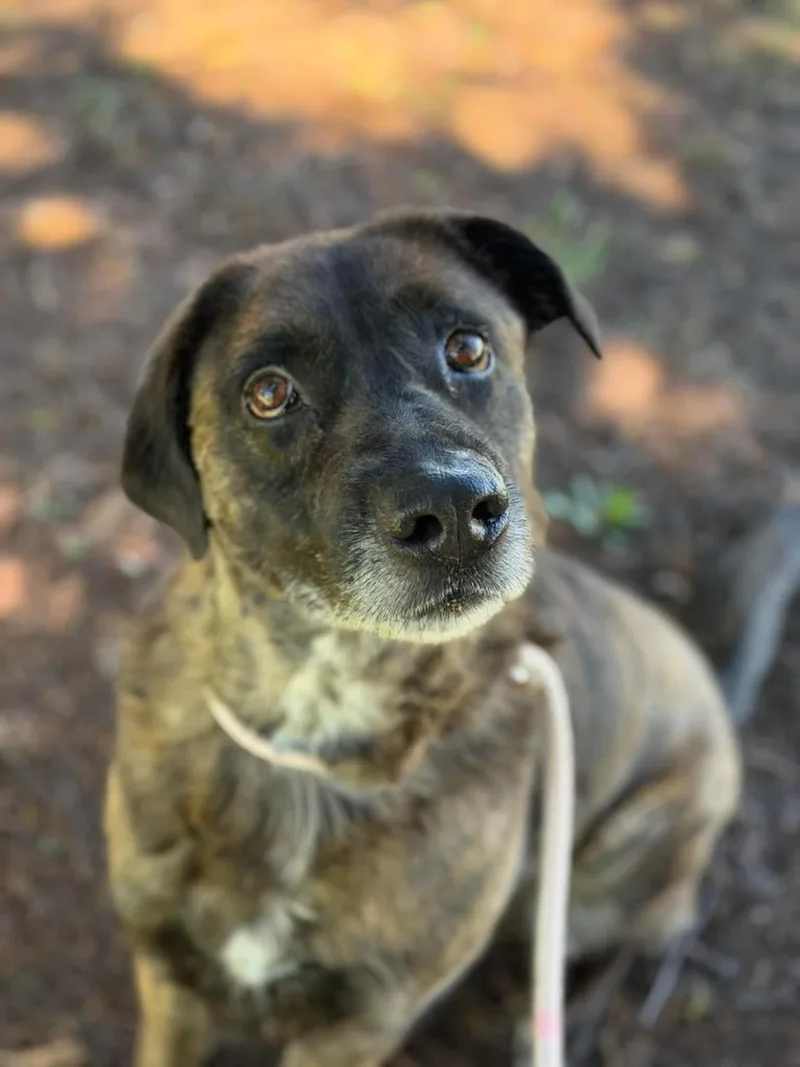 A senior extra large-sized male American Staffordshire Terrier dog named Rotor for adoption in Front Royal, VA