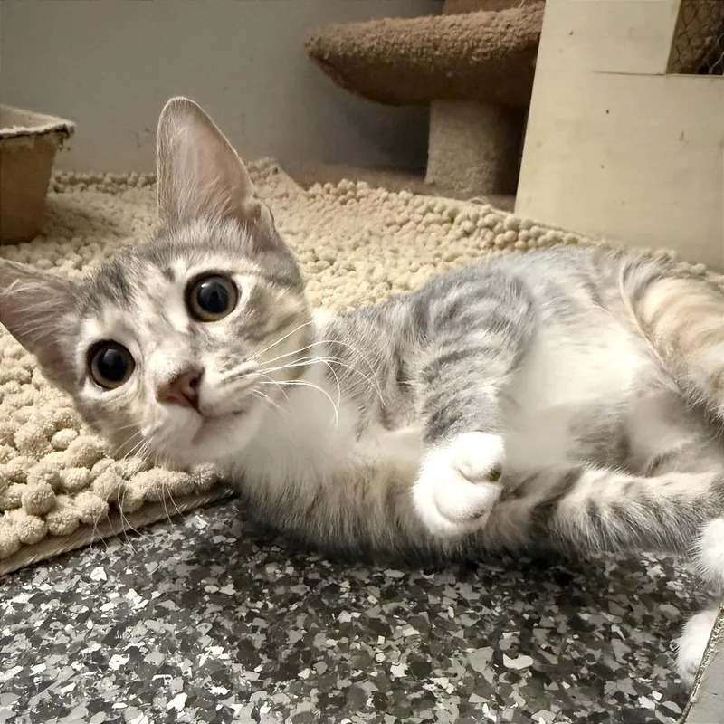 A baby small-sized female Gray / Blue / Silver Domestic Short Hair cat named Sushi for adoption in Evansville, IN