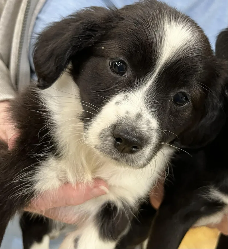 Lily The Chiweenie Mix