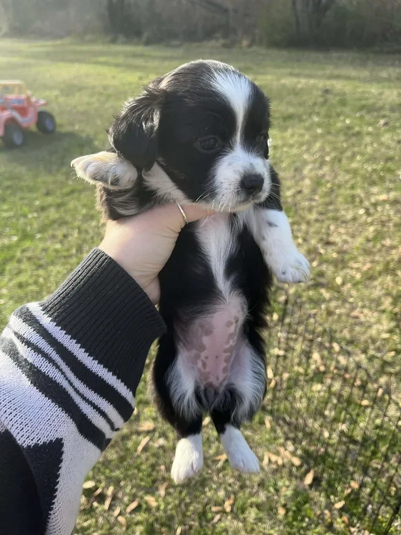 Lily The Chiweenie Mix thumbnail 2