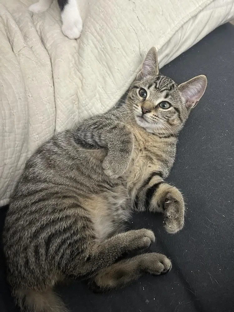 A baby small-sized female Tabby (Brown / Chocolate) Domestic Short Hair cat named Miami for adoption in West Mifflin, PA