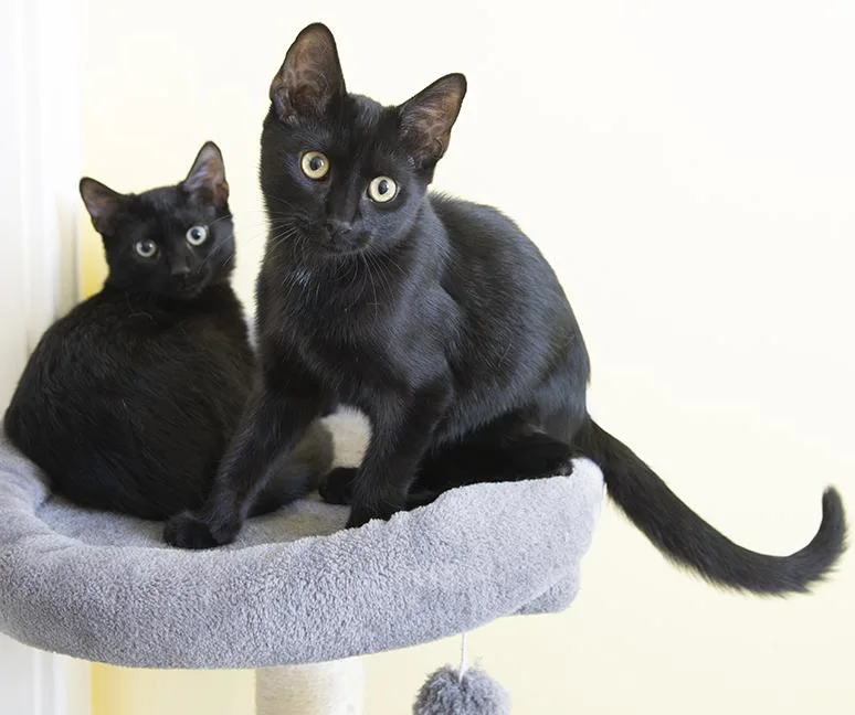 A baby medium-sized male Black Domestic Short Hair cat named Saja & Jinu for adoption in Chicago, IL