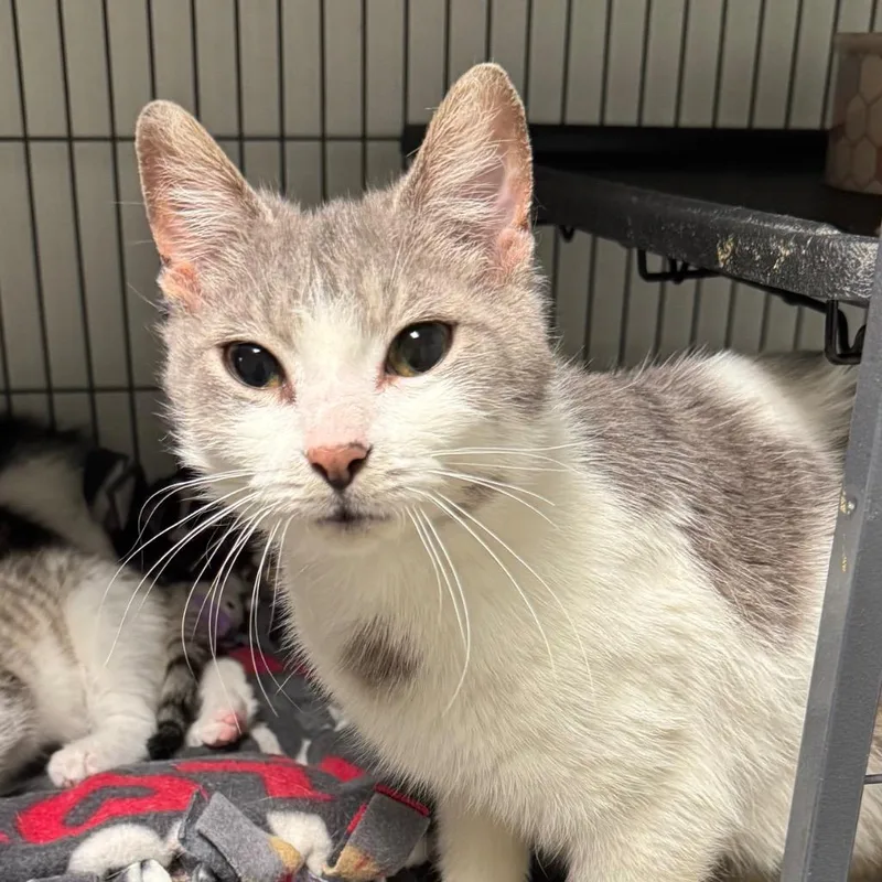 A young medium-sized female Domestic Short Hair cat named Lavendar for adoption in Saginaw, MI