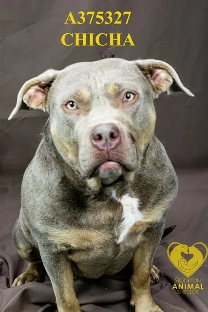 An adult large-sized female American Bulldog dog named Chicha for adoption in Stockton, CA