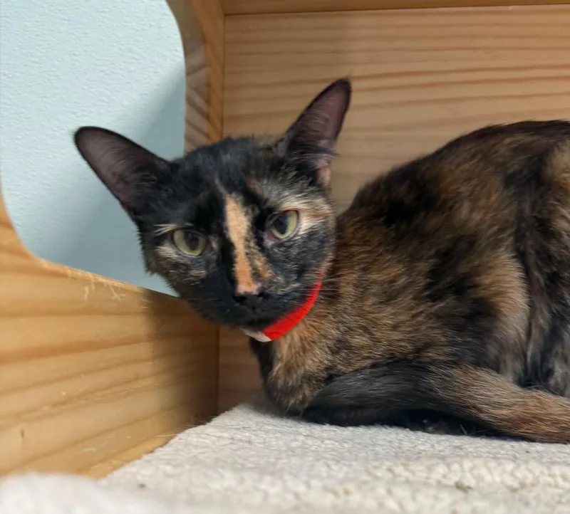 A young medium-sized female Tortoiseshell Domestic Short Hair cat named Mosaic for adoption in New Philadelphia, OH