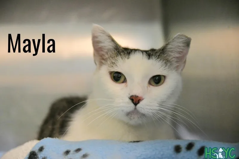 A baby medium-sized female Domestic Short Hair cat named Mayla for adoption in Fort Mill, SC
