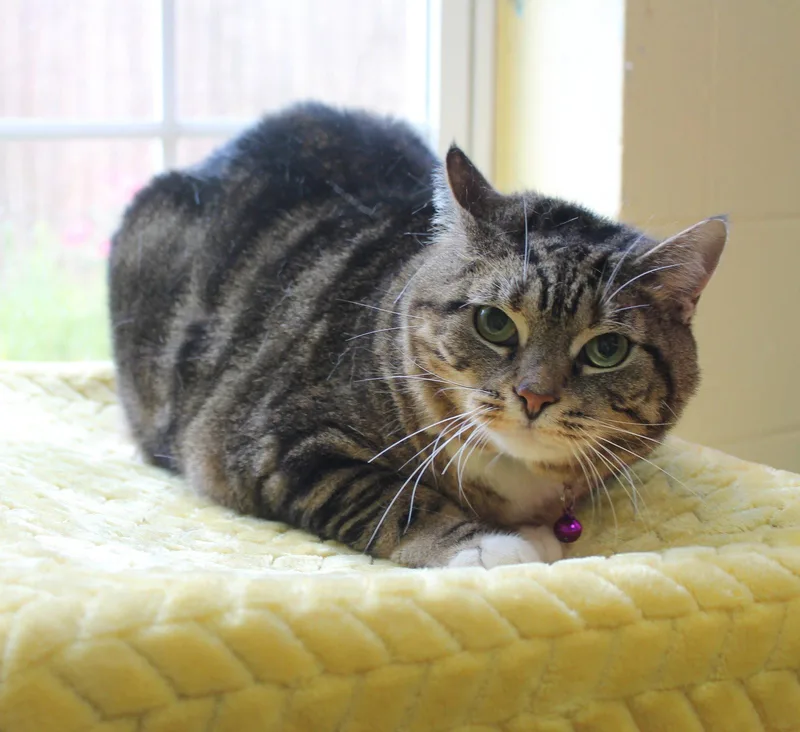 An adult large-sized female Domestic Short Hair cat named Putster for adoption in Prattville, AL