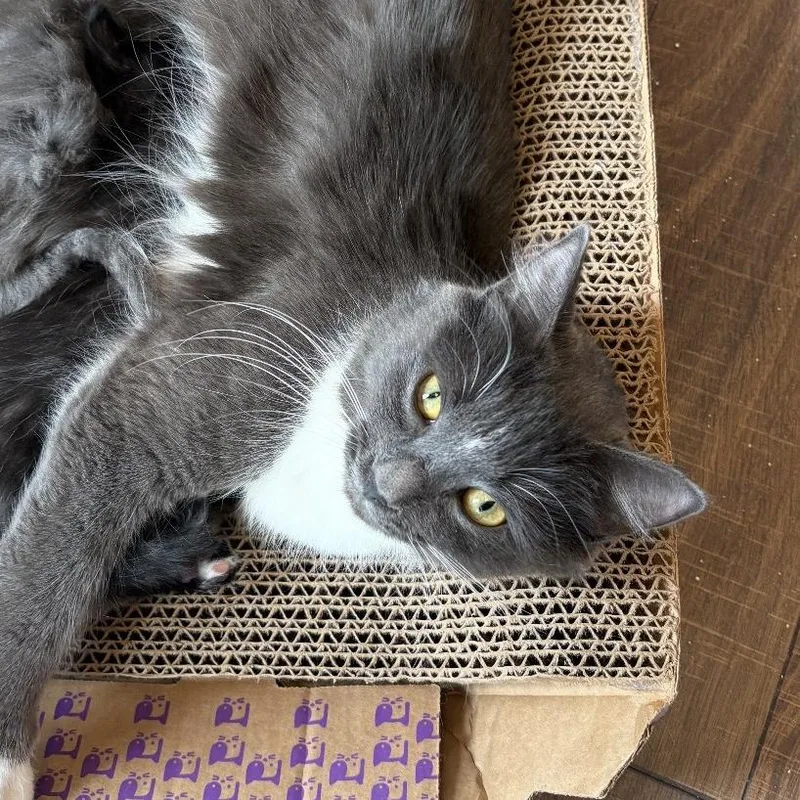 A young medium-sized female Gray / Blue / Silver Domestic Medium Hair cat named Tutu for adoption in North Branford, CT