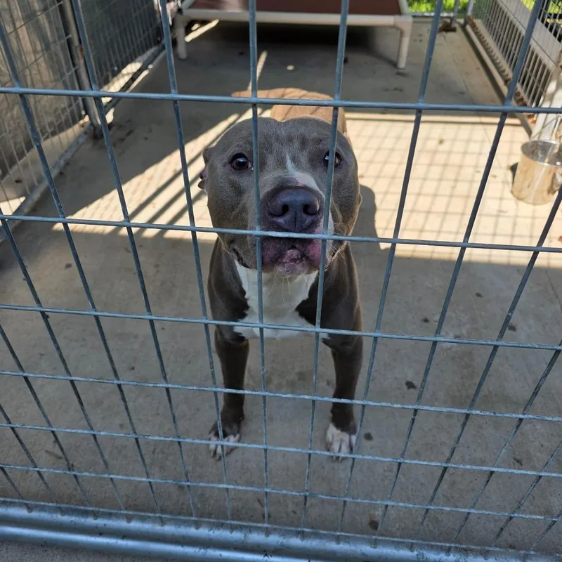 An adult large-sized male Gray / Blue / Silver Pit Bull Terrier dog named Judd for adoption in Columbus, NC