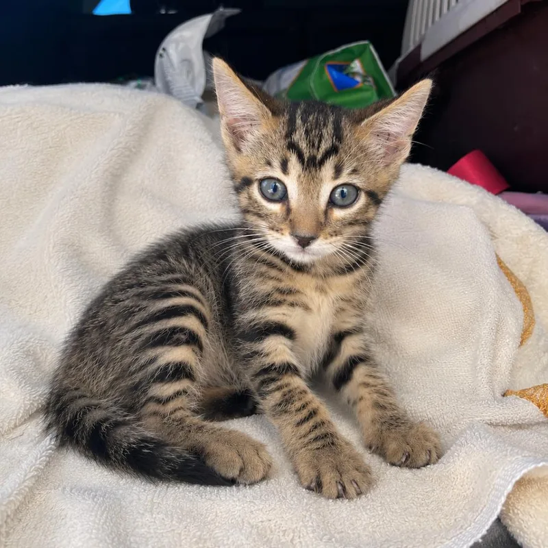 A baby small-sized male Brown / Chocolate Domestic Short Hair cat named Seth for adoption in Tucson, AZ