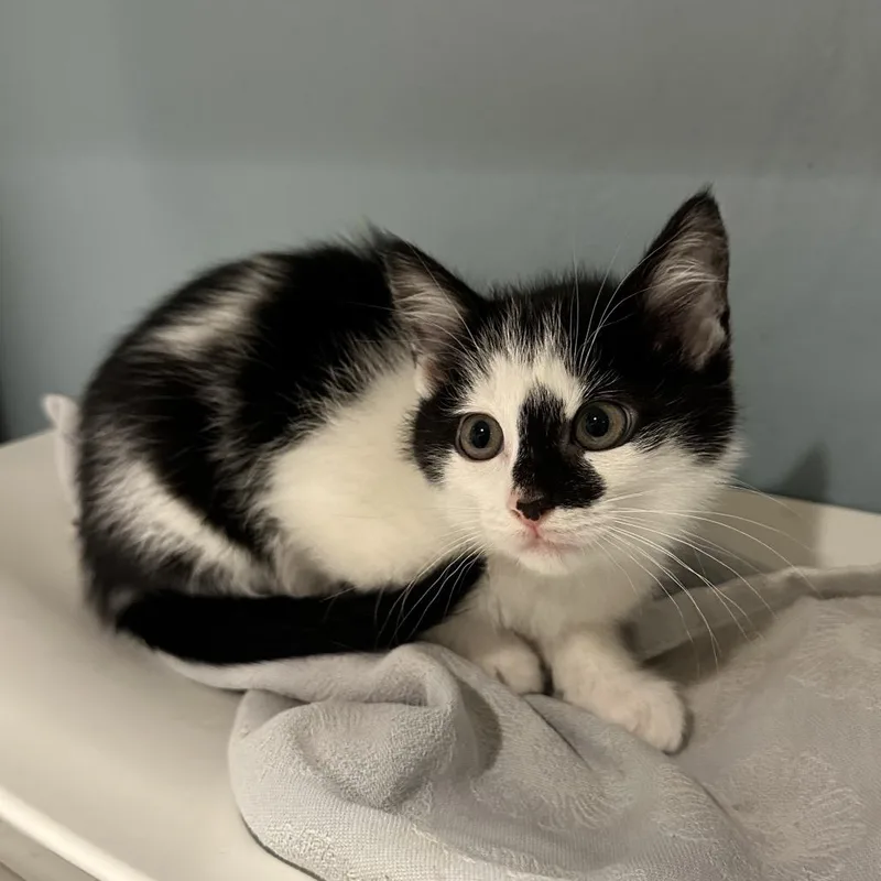 A baby small-sized female Black Domestic Short Hair cat named Havarti for adoption in Chattanooga, TN