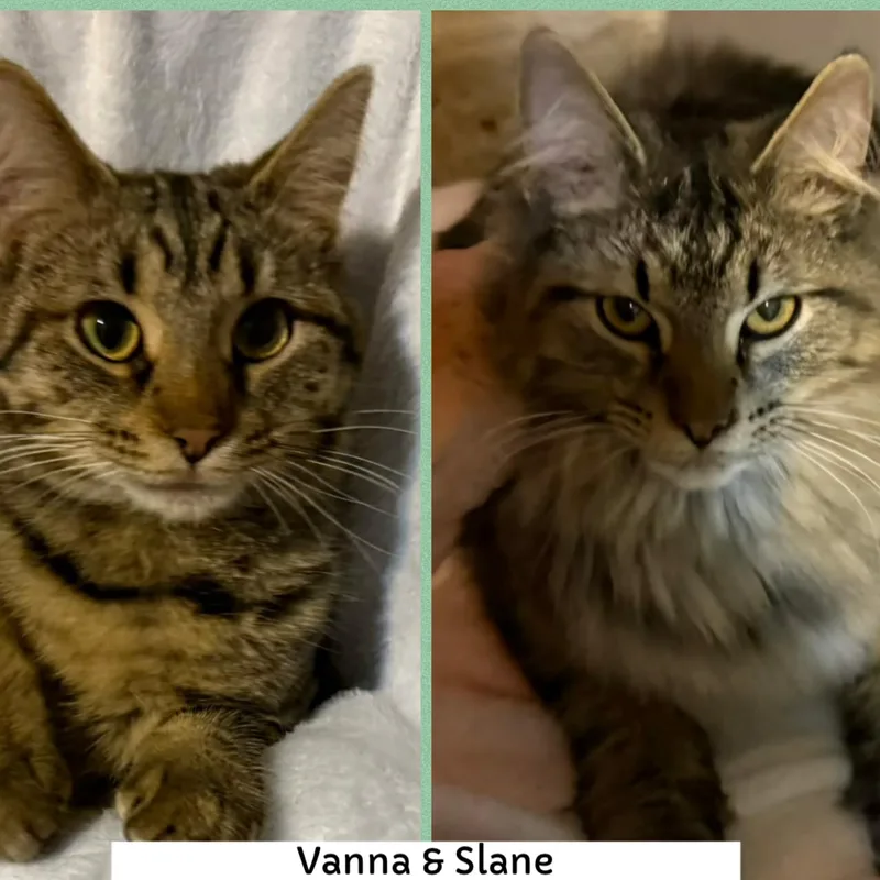 Vanna & Slane