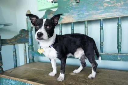 An adult small-sized male Parson Russell Terrier dog named Popeye for adoption in San Antonio, TX