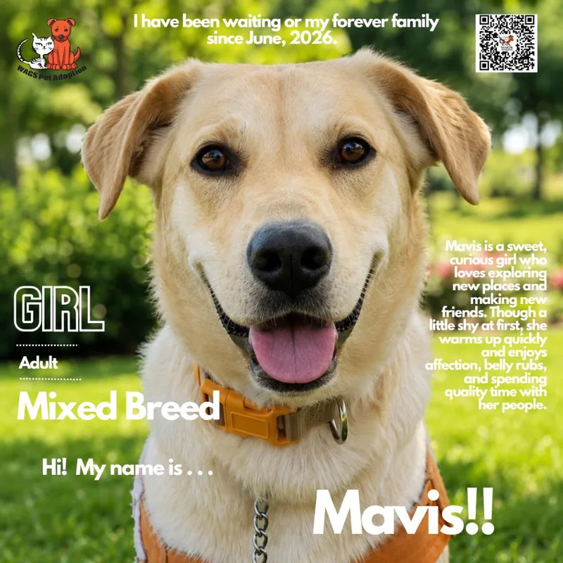 An adult medium-sized female Yellow / Tan / Blond / Fawn Labrador Retriever dog named Mavis for adoption in Westminster, CA