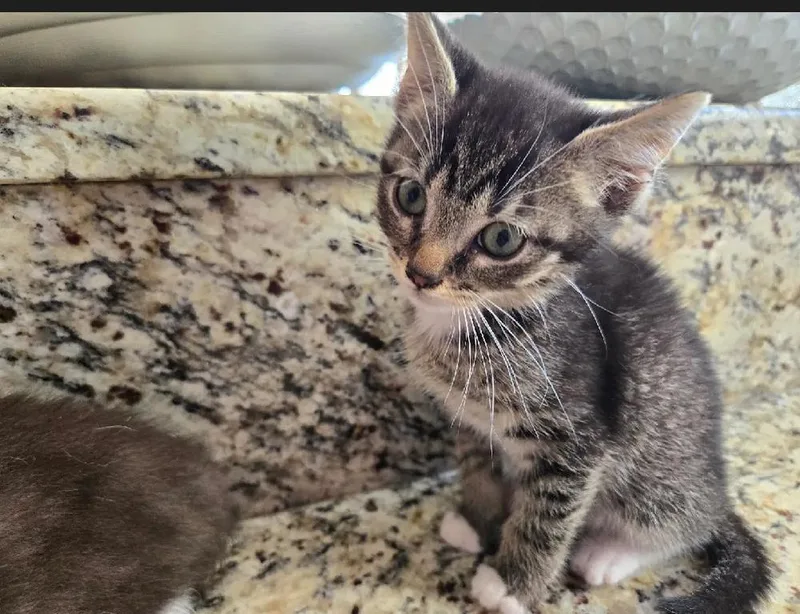 A baby small-sized male Gray / Blue / Silver American Shorthair cat named Fall for adoption in Salisbury, NC